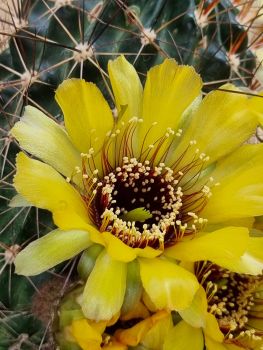 Lobivia marsoneri v. Iridescens